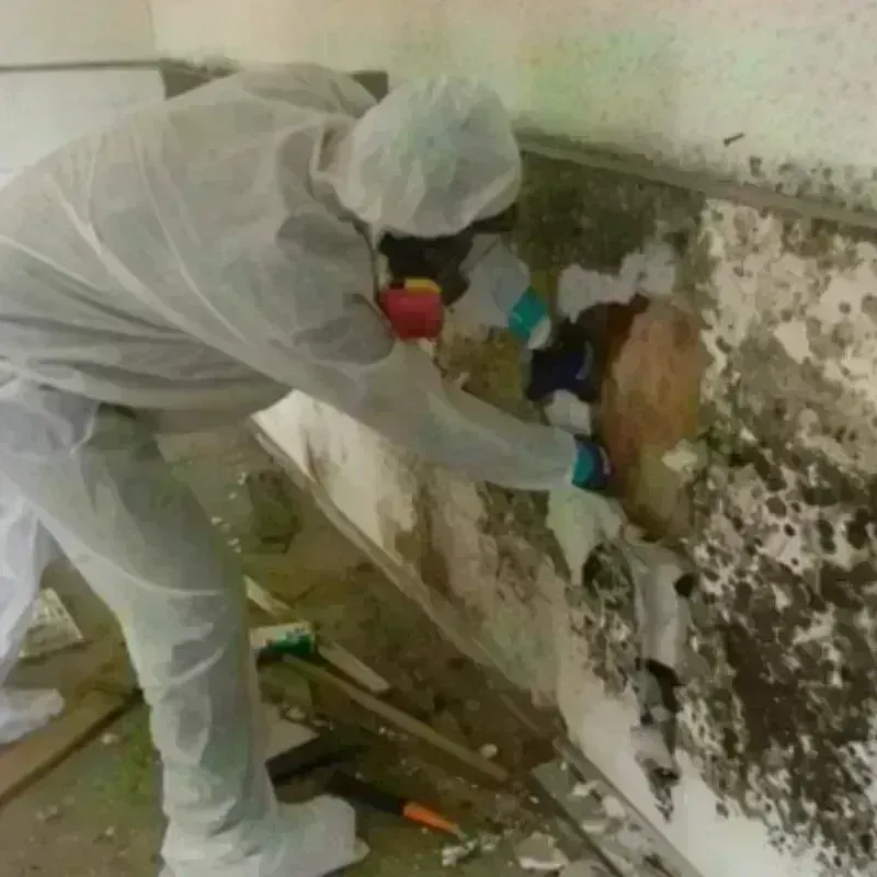 Mold Remediation and Removal in Haskell, OK